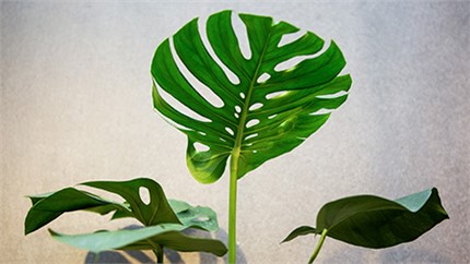 為什么在店里長得好好的植物，買回家就命都沒了？